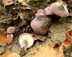 Lilla pisiheinik (Calocybe ionides)