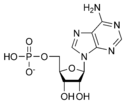 Estructura quimica de l'adenosina monofosfat