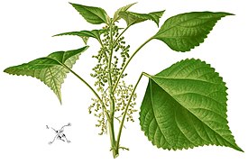 Boehmeria nivea. Ботаническая иллюстрация из книги Франсиско Мануэля Бланко Flora de Filipinas, 1880—1883