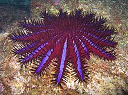 Estrela-do-mar coroa de espinhos (Acanthaster planci)