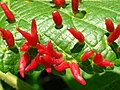 Lime nail galls caused by the mite Eriophyes tiliae