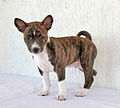 Image 43Basenji puppy (from Puppy)