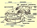 Image 21Diagram of a wolf skull with key features labelled (from Domestication of the dog)