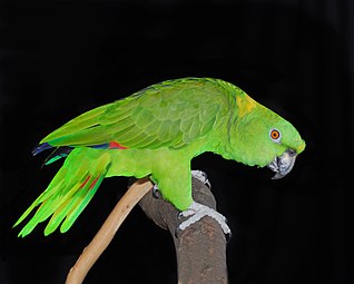 Un papagal galben de Amazon cu culoarea verde pentru camuflaj în junglă