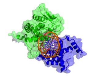 Cartoon model of Cre recombinase bound to its substrate (DNA). A head on view