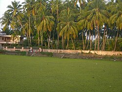 Pddy field in the village