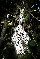 A tent caterpillar nest in the UK