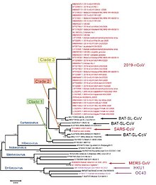 filogenetsko drevo COVID-19
