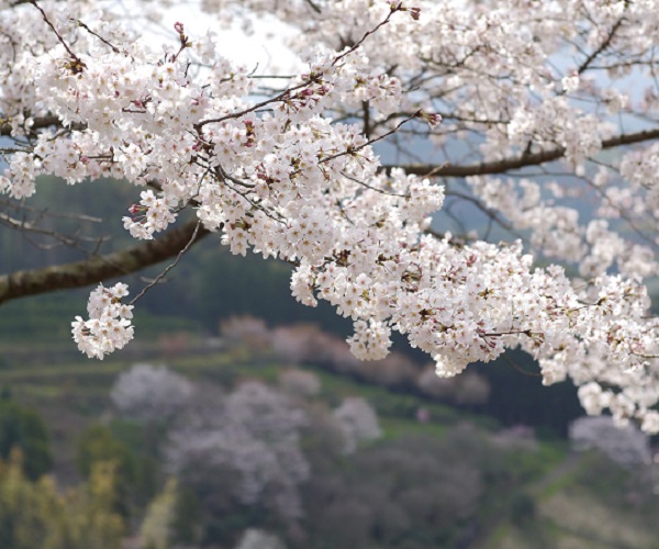 【鑽石公主號】九州春季花朵 11 日遊(船票) 