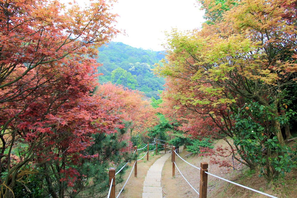 台北陽明山奧萬大樂活莊園，賞楓紅最佳景點，門票資訊介紹!!