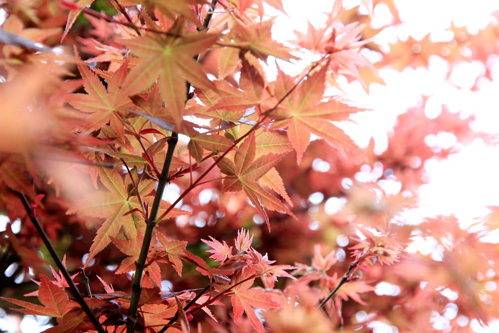 台北陽明山奧萬大樂活莊園，賞楓紅最佳景點，門票資訊介紹!!