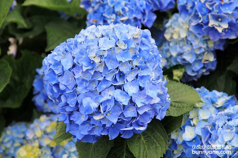 竹子湖超美「大梯田花卉生態農園」繡球花與門票優惠整理