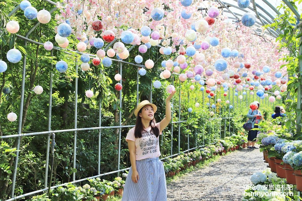 竹子湖超美「大梯田花卉生態農園」繡球花與門票優惠整理