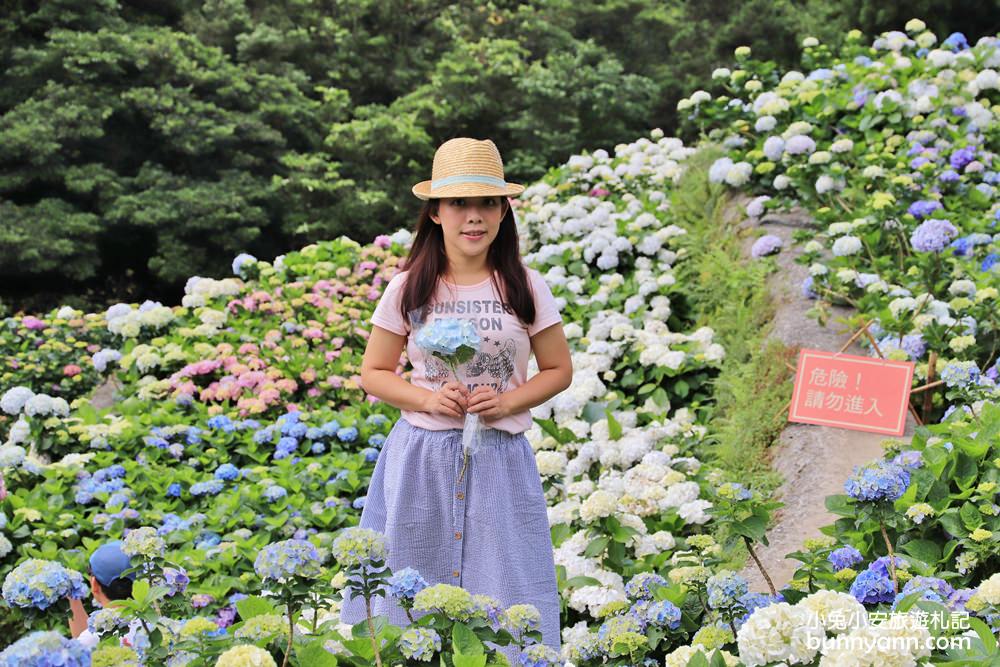 竹子湖超美「大梯田花卉生態農園」繡球花與門票優惠整理