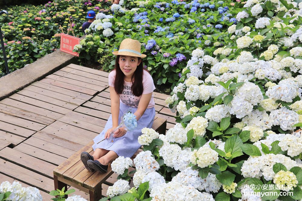 竹子湖超美「大梯田花卉生態農園」繡球花與門票優惠整理