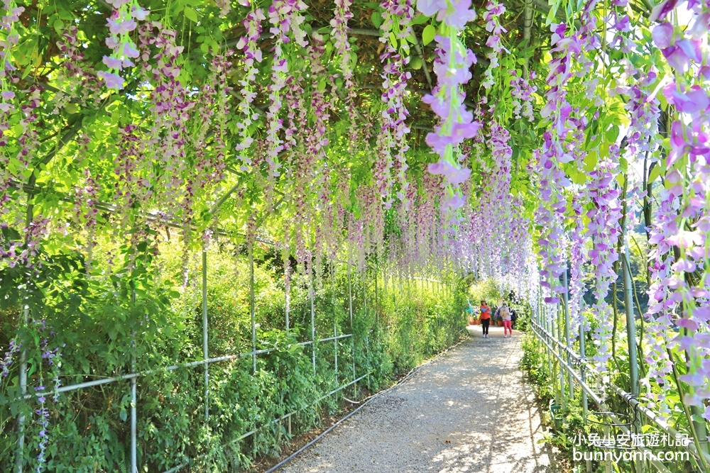 竹子湖超美「大梯田花卉生態農園」繡球花與門票優惠整理