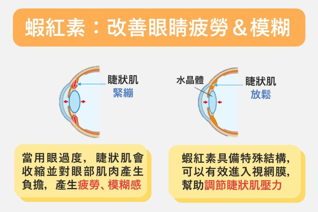 蝦紅素：改善眼睛疲勞與模糊