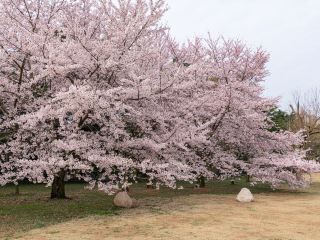 鄰近的三井花園