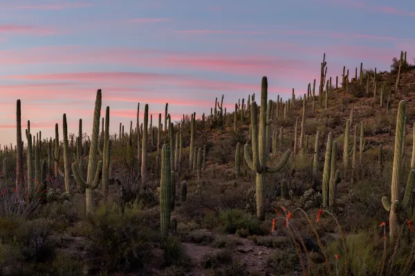 Flüge mit Peach Aviation nach Phoenix