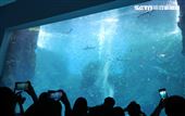 「Xpark 水族館」巨型水族箱可以看到壯觀的迴游魚群與鯊魚等海洋生物。（記者邱榮吉/攝影）