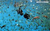 「Xpark 水族館」巨型水族箱可以看到壯觀的迴游魚群與鯊魚等海洋生物。（記者邱榮吉/攝影）