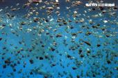 「Xpark 水族館」巨型水族箱可以看到壯觀的迴游魚群與鯊魚等海洋生物。（記者邱榮吉/攝影）