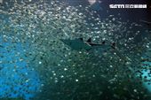 「Xpark 水族館」巨型水族箱可以看到壯觀的迴游魚群與鯊魚等海洋生物。（記者邱榮吉/攝影）