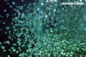 「Xpark 水族館」巨型水族箱可以看到壯觀的迴游魚群與鯊魚等海洋生物。（記者邱榮吉/攝影）