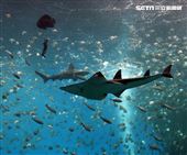 「Xpark 水族館」巨型水族箱可以看到壯觀的迴游魚群與鯊魚等海洋生物。（記者邱榮吉/攝影）