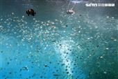 「Xpark 水族館」巨型水族箱可以看到壯觀的迴游魚群與鯊魚等海洋生物。（記者邱榮吉/攝影）