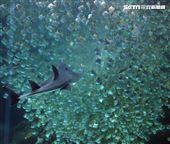 「Xpark 水族館」巨型水族箱可以看到壯觀的迴游魚群與鯊魚等海洋生物。（記者邱榮吉/攝影）