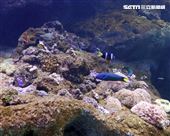 「Xpark 水族館」彩色魚而在活珊瑚游來游去。（記者邱榮吉/攝影）