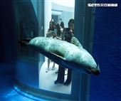 「Xpark 水族館」海豹悠閒戲水。（記者邱榮吉/攝影）