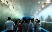 「Xpark 水族館」深海區的獨特生物首次在台亮相。（記者邱榮吉/攝影）