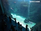 「Xpark 水族館」巨型水族箱可以看到壯觀的迴游魚群與鯊魚等海洋生物。（記者邱榮吉/攝影）