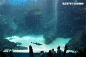 「Xpark 水族館」巨型水族箱可以看到壯觀的迴游魚群與鯊魚等海洋生物。（記者邱榮吉/攝影）