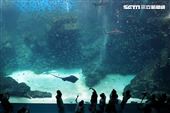 「Xpark 水族館」巨型水族箱可以看到壯觀的迴游魚群與鯊魚等海洋生物。（記者邱榮吉/攝影）