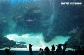 「Xpark 水族館」巨型水族箱可以看到壯觀的迴游魚群與鯊魚等海洋生物。（記者邱榮吉/攝影）