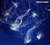 「Xpark 水族館」獨特的水母展區可以看到平常難得一見的品種。（記者邱榮吉/攝影）