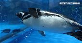 「Xpark 水族館」麥哲倫企鵝。（記者邱榮吉/攝影）