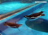 「Xpark 水族館」麥哲倫企鵝。（記者邱榮吉/攝影）