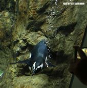 「Xpark 水族館」麥哲倫企鵝。（記者邱榮吉/攝影）