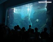 「Xpark 水族館」巨型水族箱可以看到壯觀的迴游魚群與鯊魚等海洋生物。（記者邱榮吉/攝影）