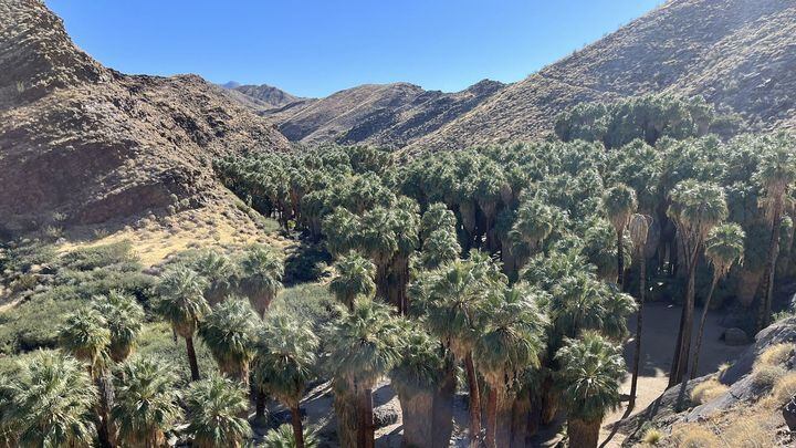 Looking down on the oasis of Washingtonia filifera, or California fan palms, in Palm Canyon.