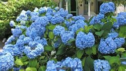 The Cape Cod Hydrangea Festival, a Cape-wide 10-day annual event, showcases all things flowers and plants.
