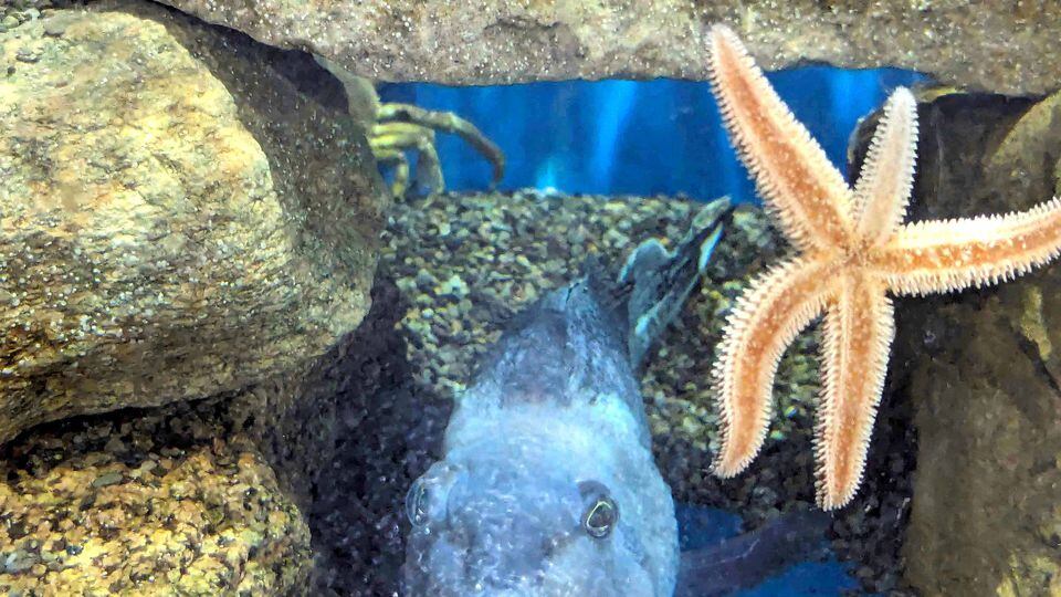 Tanks at the Woods Hole Science Aquarium hold a multitude of sea creatures. 