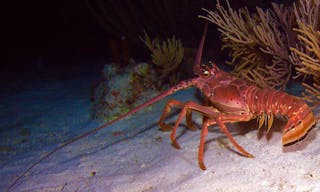 Red lobster in the wild, Cayo Largo, Cuba