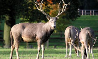 Pere_David_Deer_-_Woburn_Deer_Park_(5115