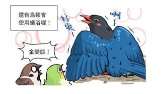 蟻酸噴噴、藍鵲香香（？）