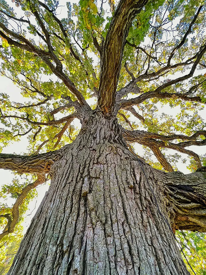 a mighty oak